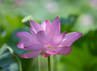 Return to Kenilworth Park and Aquatic Gardens