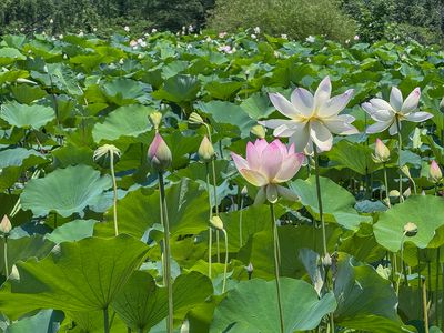 Lotus stages