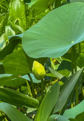 The disappearing American (yellow) lotus