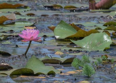 Return to Kenilworth Park and Aquatic Gardens