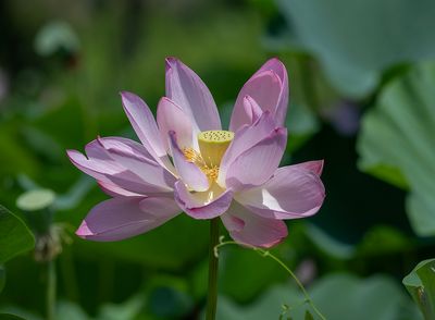 Return to Kenilworth Park and Aquatic Gardens