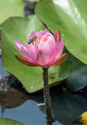 Water lily and visitor