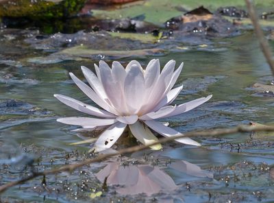 Return to Kenilworth Park and Aquatic Gardens
