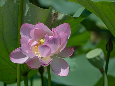 Return to Kenilworth Park and Aquatic Gardens