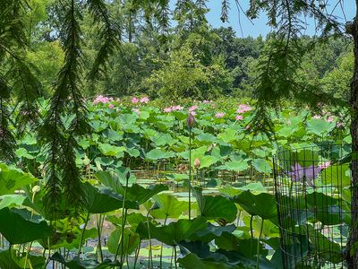 Return to Kenilworth Park and Aquatic Gardens