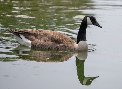 Birds at Constitution Gardens on the National Mall