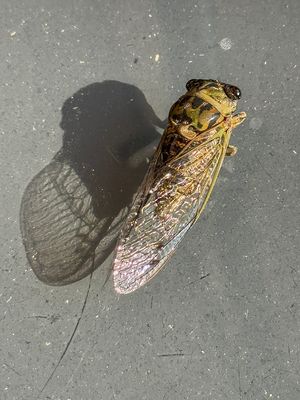 Learning to Like Insects