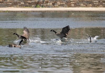 Birds at Constitution Gardens on the National Mall