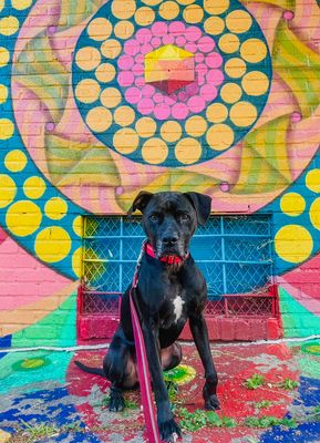 Andrews Doggie Mural Gallery