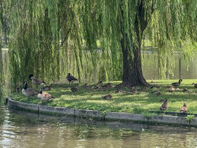 Birds at Constitution Gardens on the National Mall