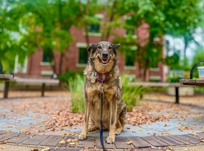 Queenie, our (now) 11-year-old rescue dog