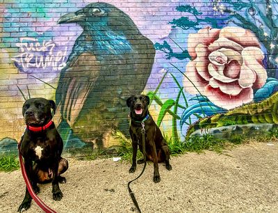 Andrew’s Doggie Mural Gallery