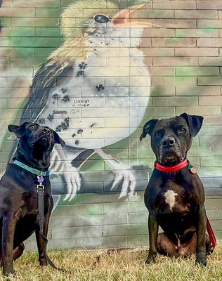Andrews Doggie Mural Gallery