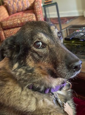 Queenie, our (now) 11-year-old rescue dog