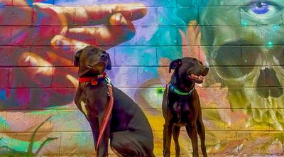 Andrew’s Doggie Mural Gallery