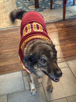 Queenie, our (now) 11-year-old rescue dog