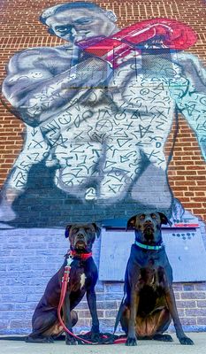 Andrew’s Doggie Mural Gallery
