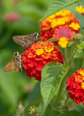 Learning to Like Insects