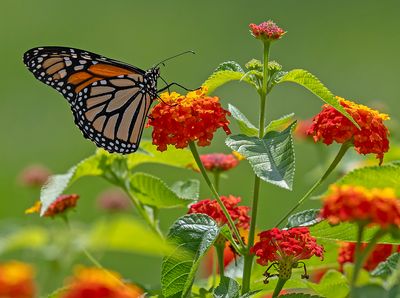 Learning to Like Insects