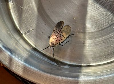 Learning to Like Insects