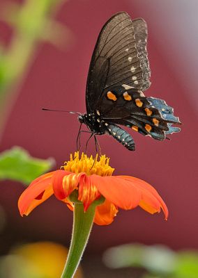Learning to Like Insects