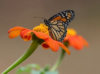 Learning to Like Insects