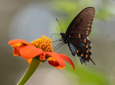 Learning to Like Insects