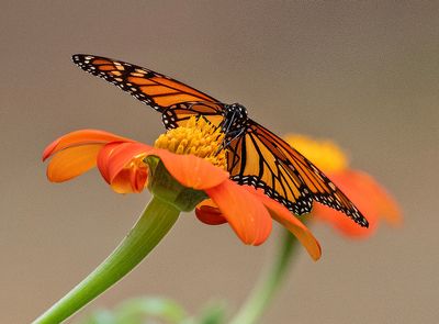 Learning to Like Insects