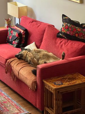 Queenie, our (now) 11-year-old rescue dog