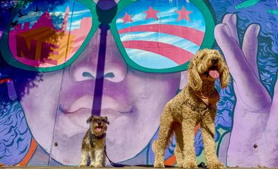 Andrew’s Doggie Mural Gallery
