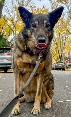 Queenie, our (now) 11-year-old rescue dog