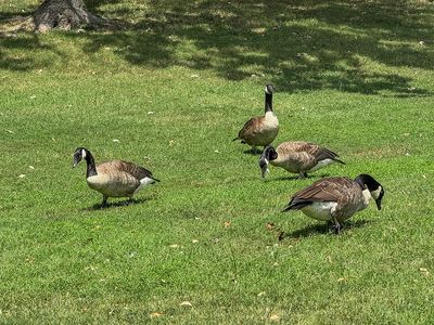 Birds at Constitution Gardens on the National Mall
