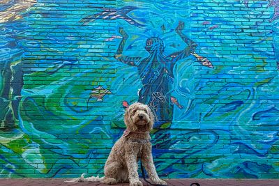 Andrew’s Doggie Mural Gallery