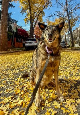 Queenie, our (now) 11-year-old rescue dog