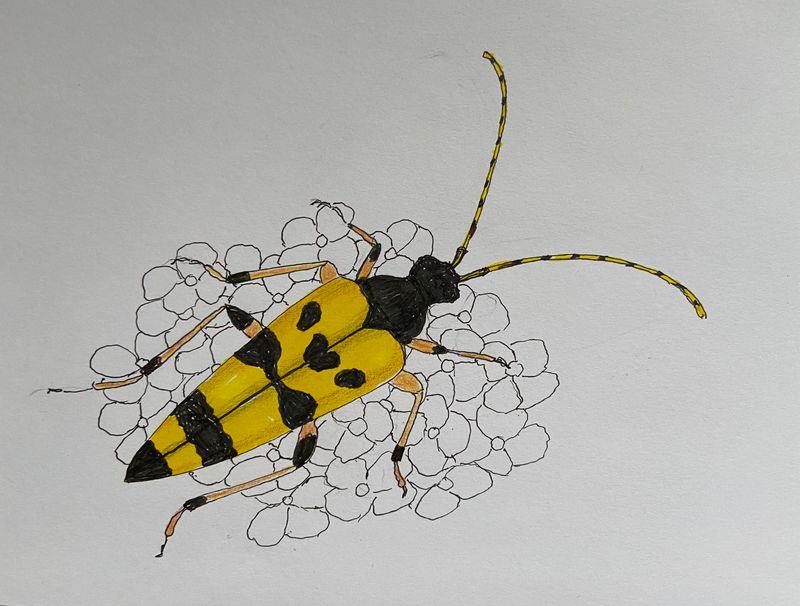 Flckig blombock - Rutpela maculata.jeg