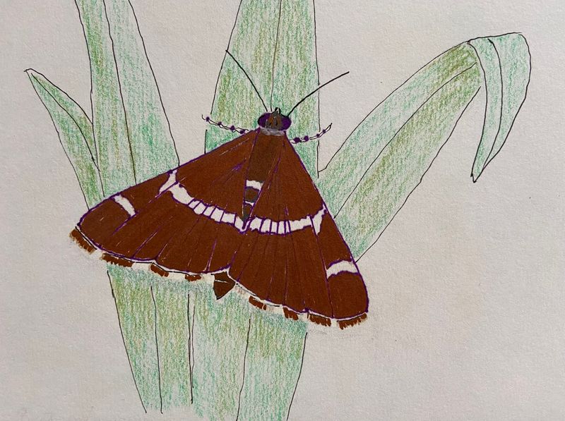 Spenatmott - Spoladea recurvalis.jpeg