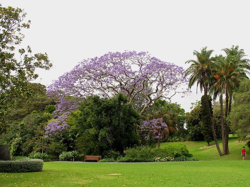 Jacaranda 3.jpg