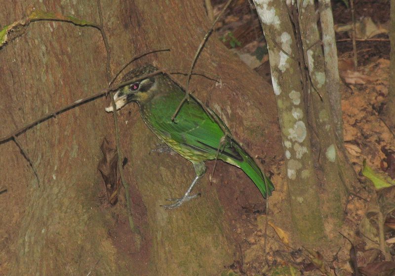 Green Catbird.jpeg