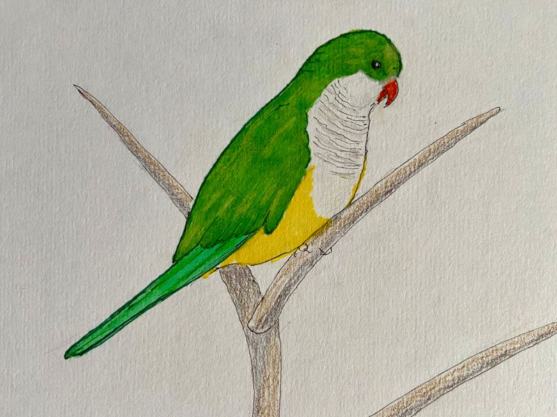 Monk Parkeet.jpeg
