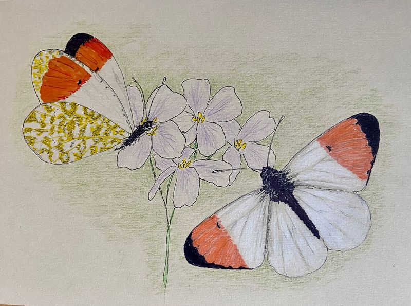 Orangetip butterfly - Aurorafjril.jpeg