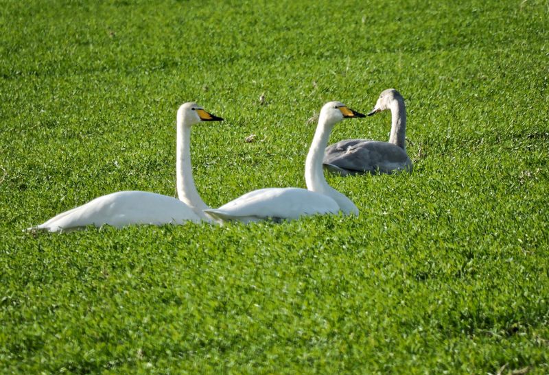 Whooper swanjpeg