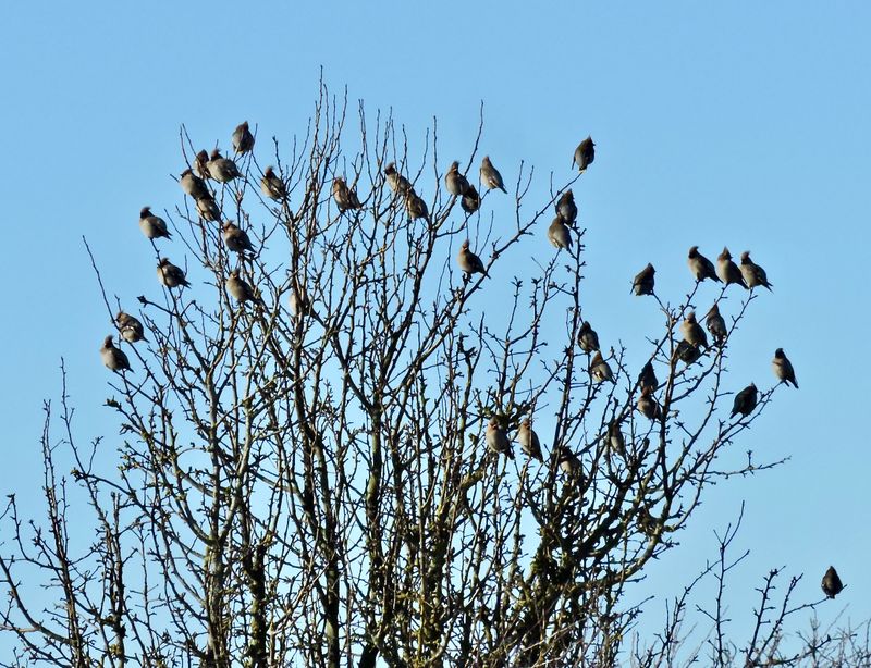 Europen Waxwings.jpeg