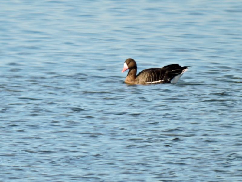 Whitefronted Goose -  Blsgs.jpeg