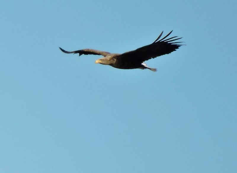 White-tailed Eagle - Havsrn.jpeg