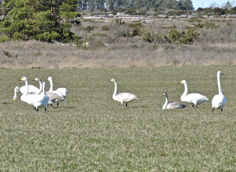 Whooper swans - Sngsvan.jpeg