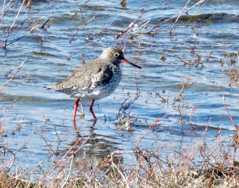 Common redshank - Rdbena.jpeg