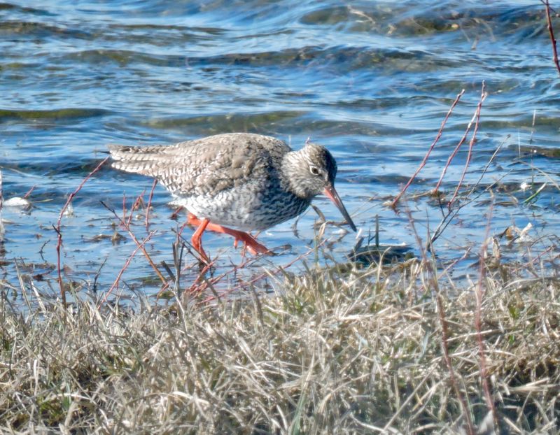 Common Redshank - Rdbena.jpeg