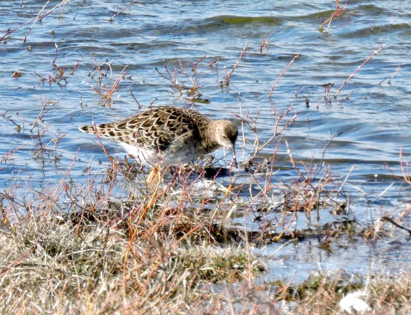Ruff - Calidris pugnax - Brushanejpeg
