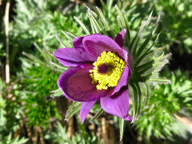 Backsippa - Pulsatilla vulgaris.jpeg