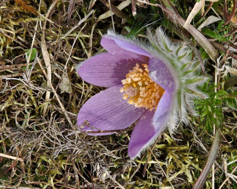 Backsippa - Pulsatilla vulgaris.jpeg